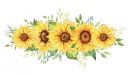 漫画向日葵图片,向日葵的漫画图鉴